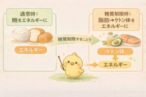 糖質制限のしくみ　ケトン体回路　ケトン体